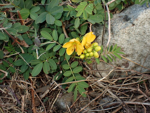 Algarrobilla (Senna sophera)