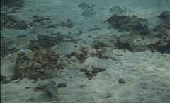 Diplodus