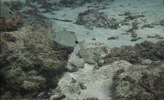 Diplodus