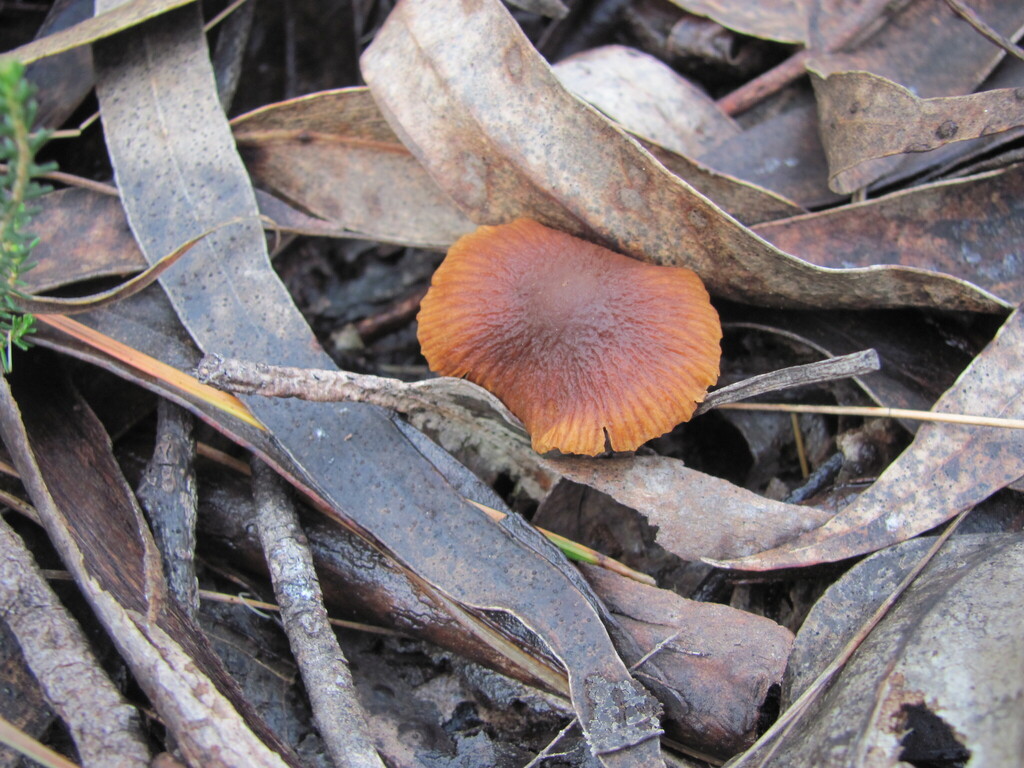 Laccaria fraterna · December 2025 · photo: © zebedeugalinha (iNaturalist, cc-by)