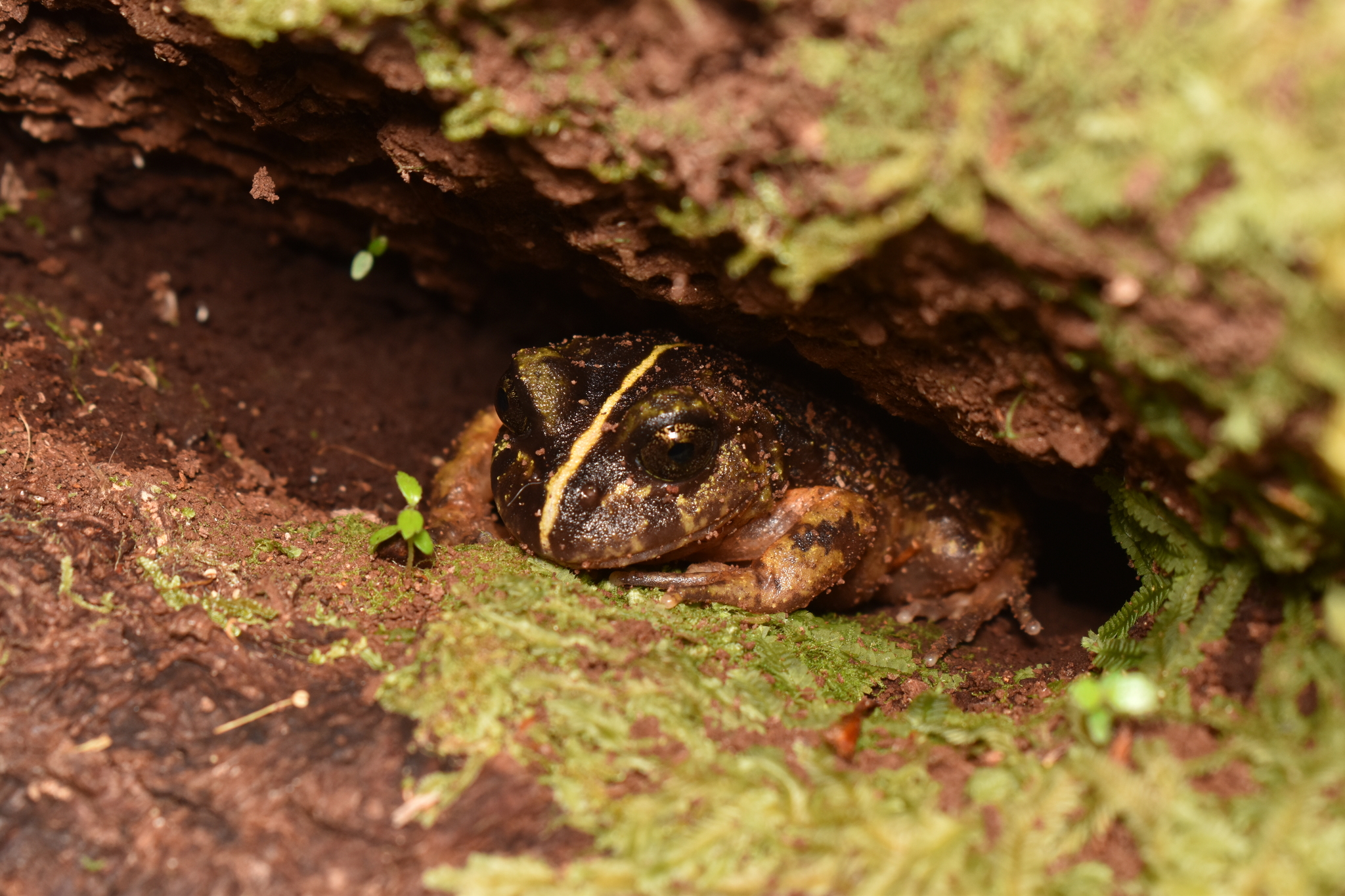 Eupsophus emiliopugini Formas, 1989