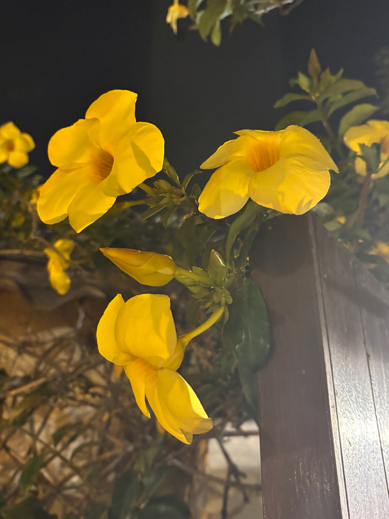 Allamanda cathartica – Allamanda cathartica