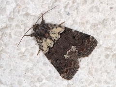 Bryophila ereptricula