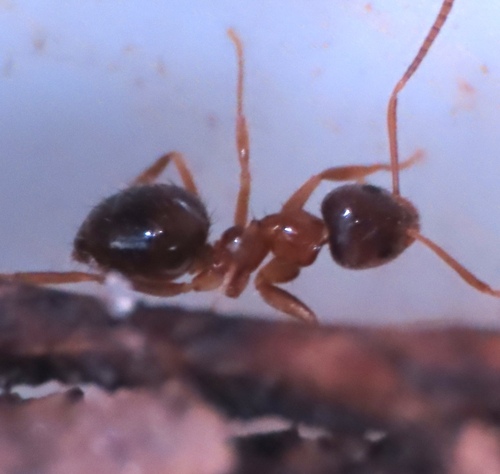 背视图图像 - Peter Edelman