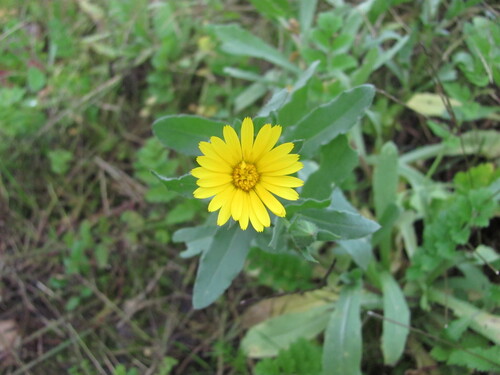 Calendula arvensis