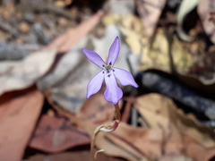 Isotoma hypocrateriformis