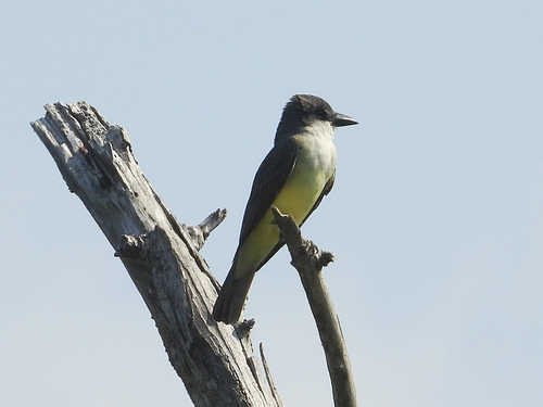 Thick-billed Kingbird (Tyrannus crassirostris)