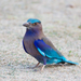 Indochinese Roller - Photo (c) JJ Harrison, some rights reserved (CC BY-SA)
