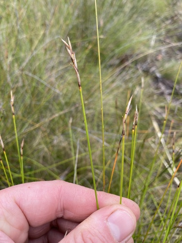 Lepidosperma filiforme observed 2026-01-15