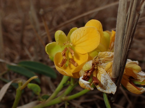 Senna sophera, photograph 5