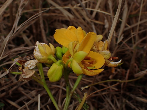 algarrobilla (Senna sophera)