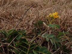 Senna sophera, photograph (c) chiuluan, some rights reserved (CC BY)