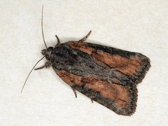 Bryophila raptricula