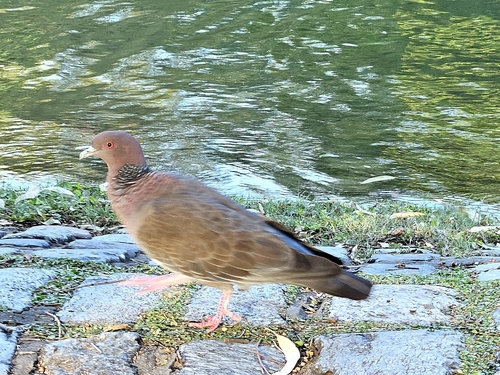 Picazuro Pigeon (Patagioenas picazuro), photo 9