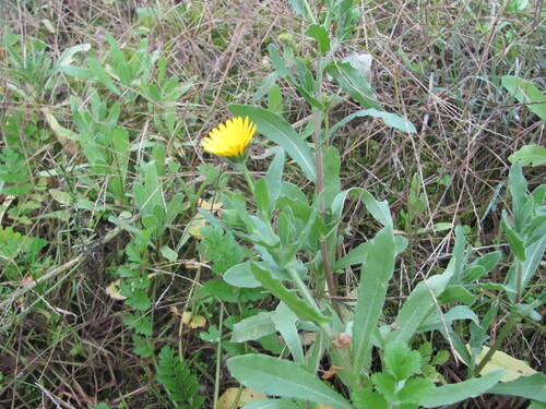 Calendula arvensis