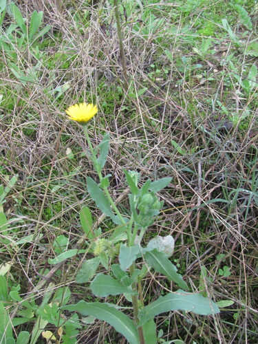 Calendula arvensis