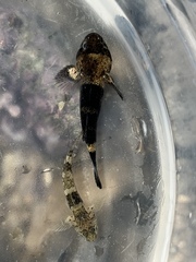 Cheekscaled Frillgoby photo 5