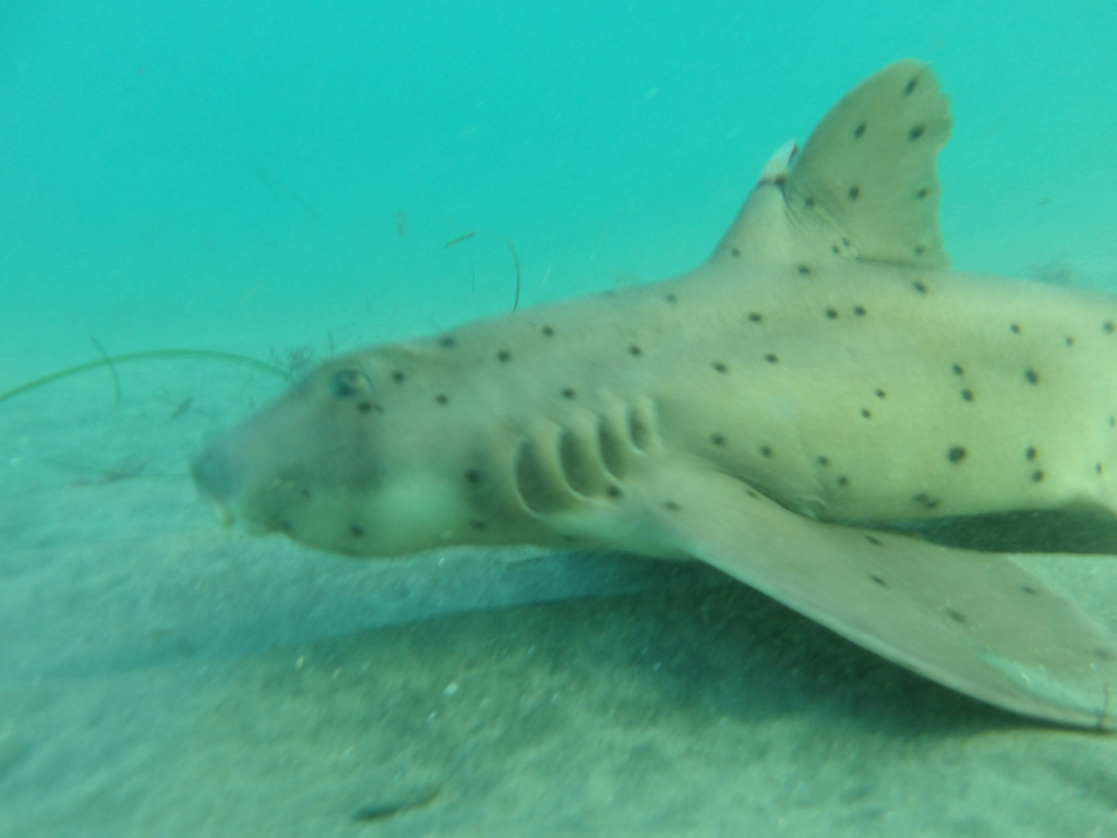Horn shark (Heterodontus francisci) — Heterodontidae