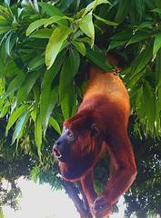 Alouatta seniculus