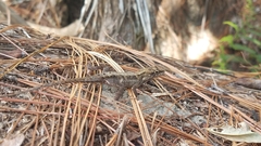 Anolis mccraniei