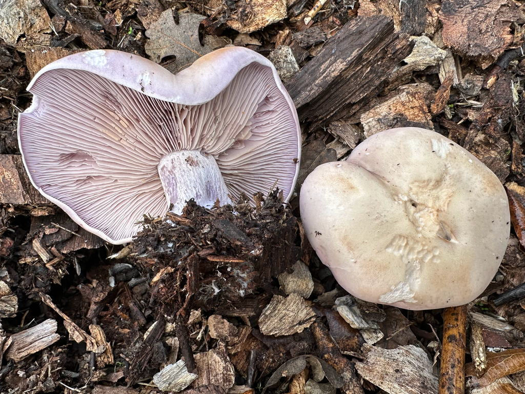 Collybia nuda · January 2026 · photo: © kcelshoff (iNaturalist, cc-by)