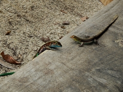 Cnemidophorus lemniscatus