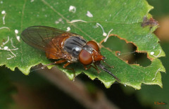 Rhingia rostrata