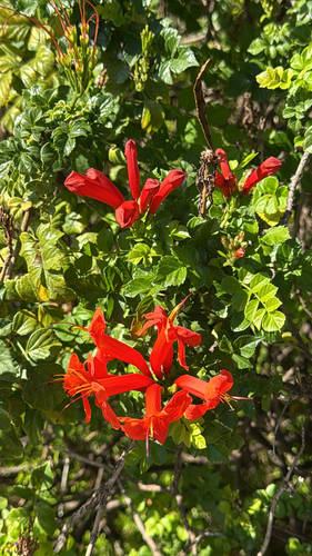 Tecomaria capensis observed 2026-01-16