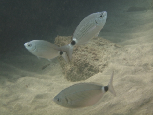 Saddled Seabream