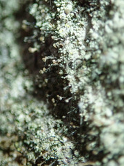 Chaenotheca trichialis