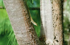 Anolis luciae