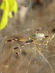 Trichonephila clavipes