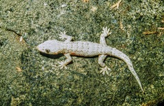Hemidactylus palaichthus