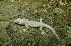 Hemidactylus palaichthus