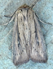 Leucania phragmitidicola