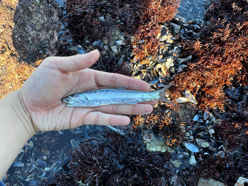 Anchovies (Engraulis mordax) — Engraulidae — 2