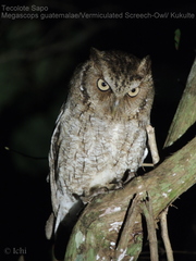 Megascops guatemalae