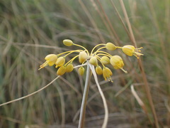 Allium flavum