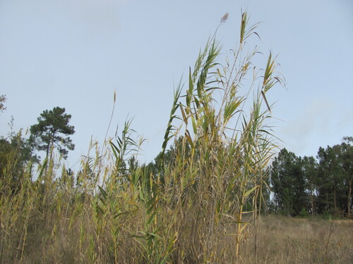 giant reed (Arundo donax)