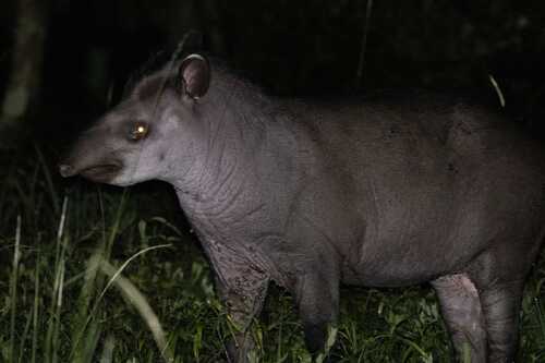 South American Tapir