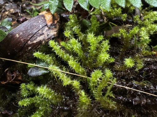 Aerobryopsis subdivergens observed 2026-01-05