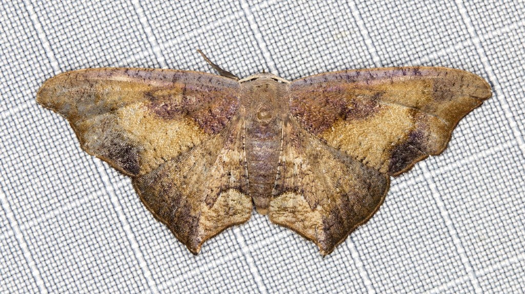 Rhombophylla xylinopis