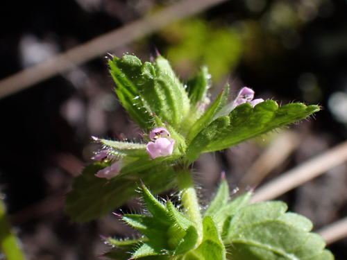 Stachys arvensis observed 2026-01-16