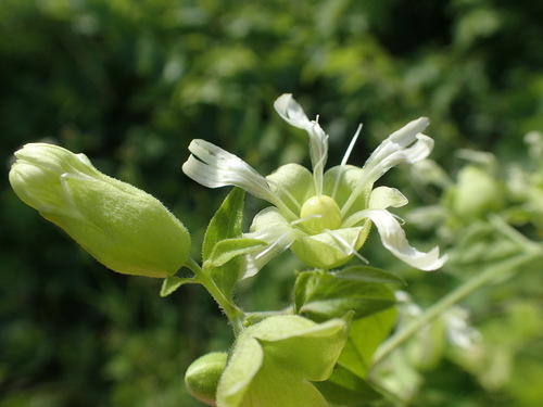 nadutica bobuľnatá (Silene baccifera)