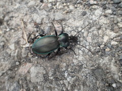 Carabus scheidleri