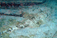 Papilloculiceps longiceps