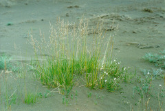 Deschampsia cespitosa glauca