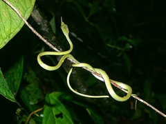 Oxybelis brevirostris