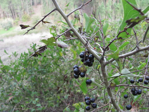 Smilax aspera: Herkunft und Verwendung — foto 4