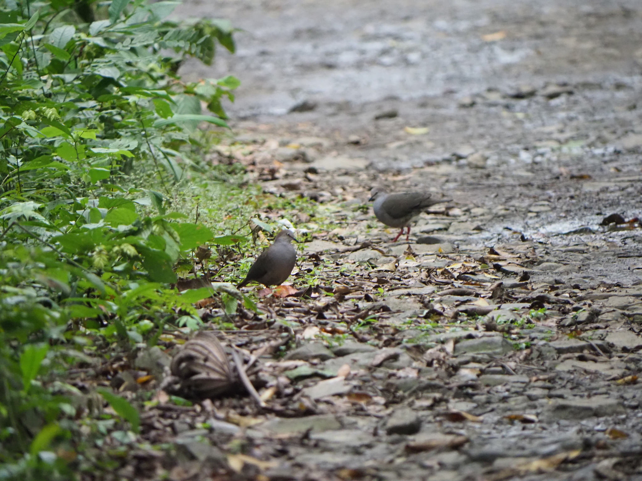 Grey-chested Dove (Leptotila cassinii), photo 3